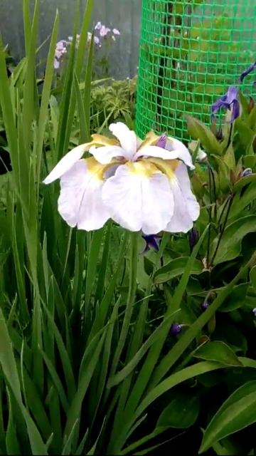 ирис японский