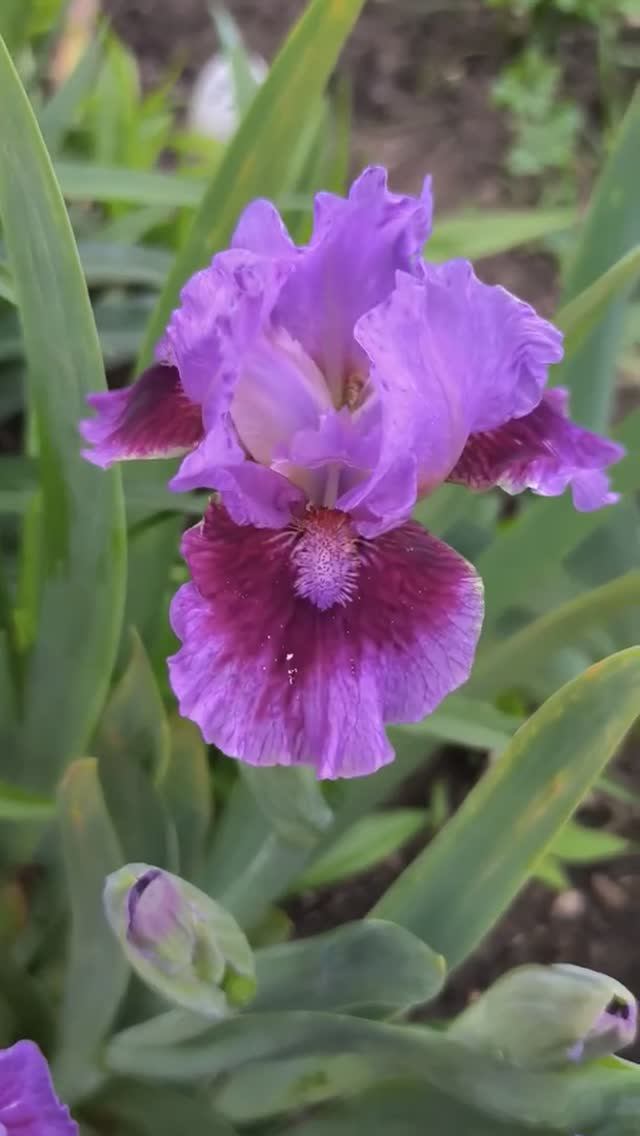 ирис карликовый (SDB) 'Don't Fix It' (Paul Black, R. 2018)