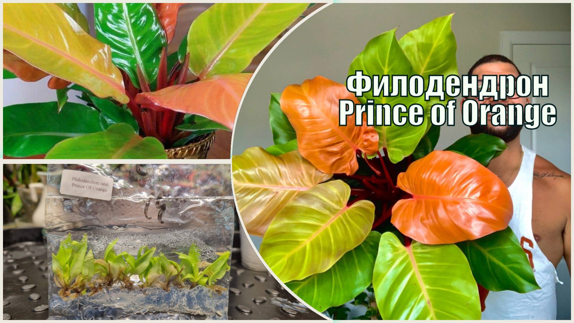 Высадка КЛОНОВ из стерильной среды. Филодендрон Оранжевый Принц. #Prince_of_orange