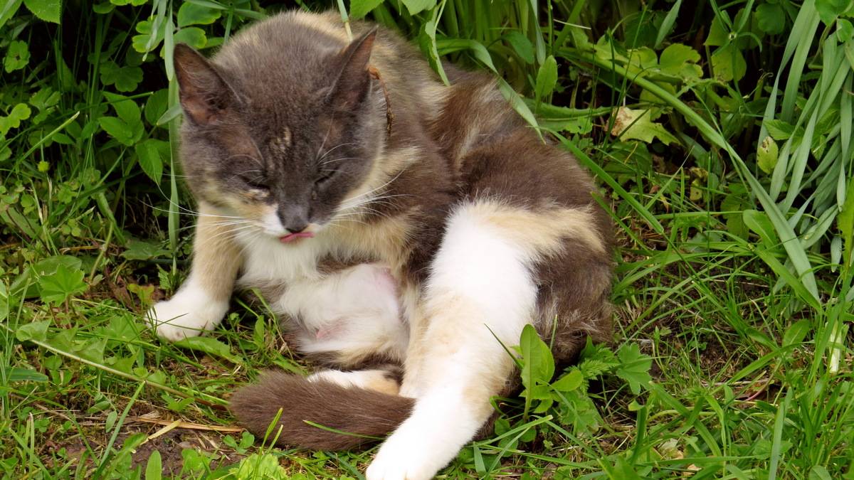 Соседская кошка