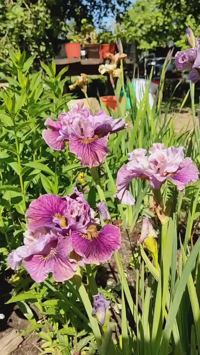 ирис сибирский 'Mad Hat' (Marty Schafer & Jan Sacks, R. 2013)