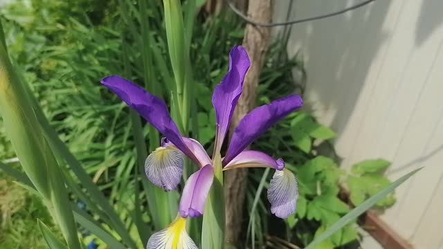 Ирис Спуриа (Iris spuria)