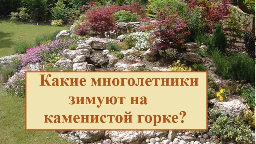 Какие многолетники хорошо зимуют на каменистой горке?