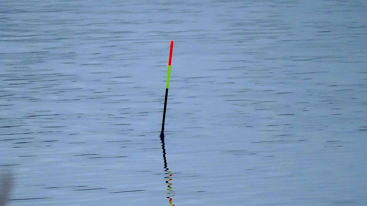 Рыбалка на поплавок 27 октября на плотву и краснопёрку с настила через тростник - мотыль рулит