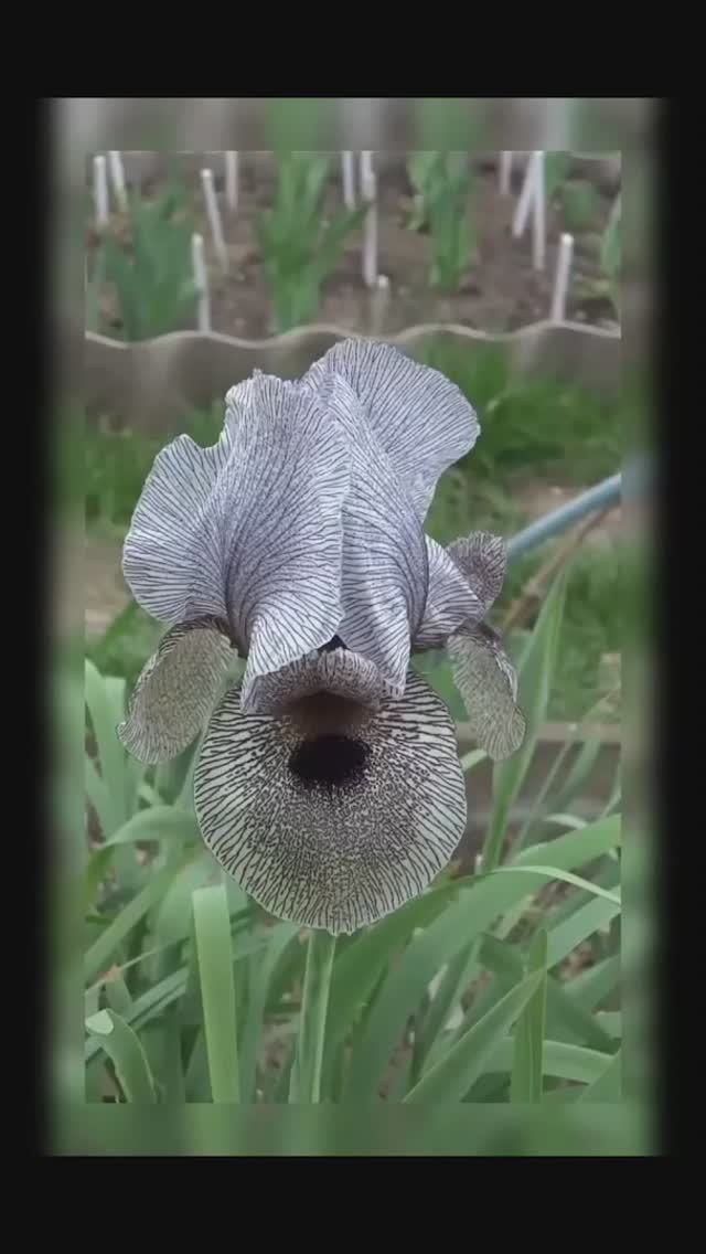 ирис Кирквуда (сеянец)