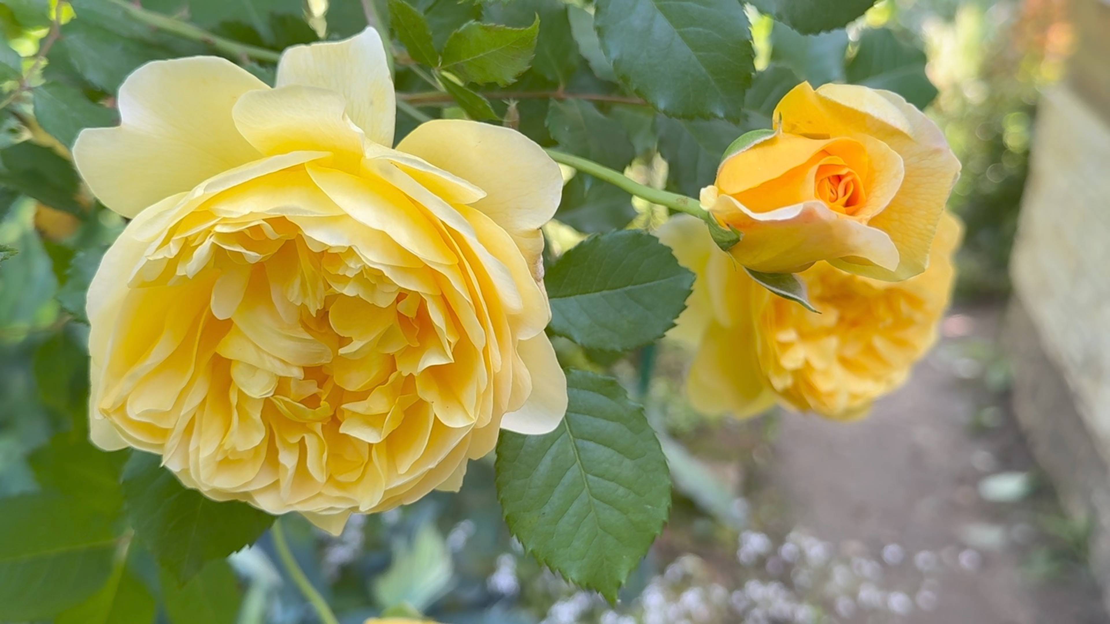 Июль в Саду 5 июля 2025 часть 3