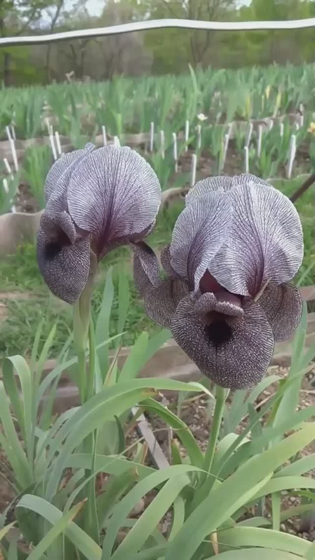Iris kirkwoodii (ирис Кирквуда)
