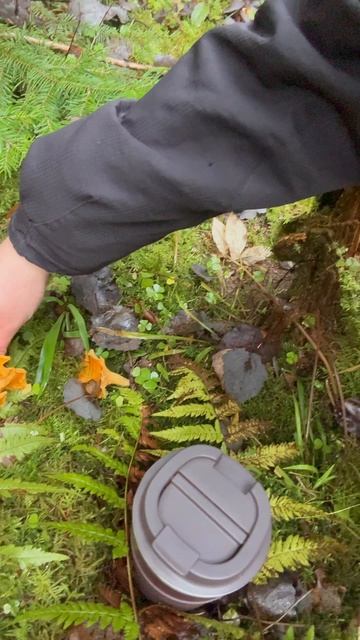 Нашла лисички в конце октября #грибы #осень