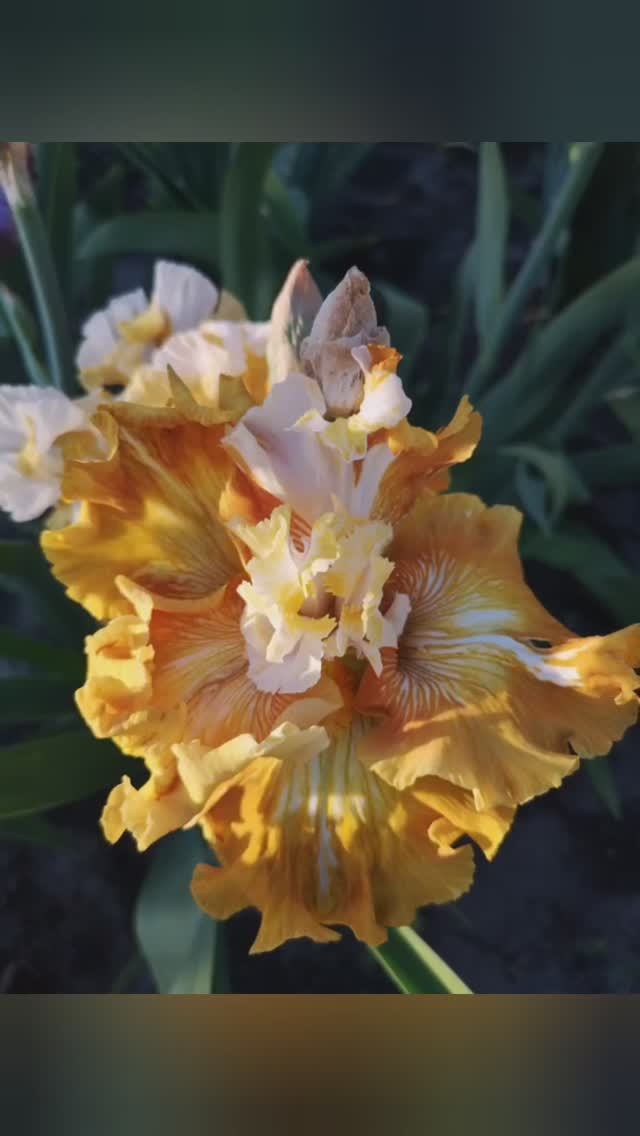 ирис шестифолый WHY BE NORMAL (T.Johnson, 2014)