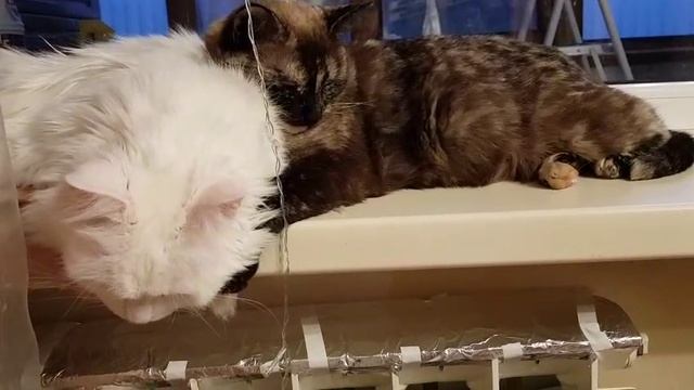 Леся и Сёма - Пригрелись после еды