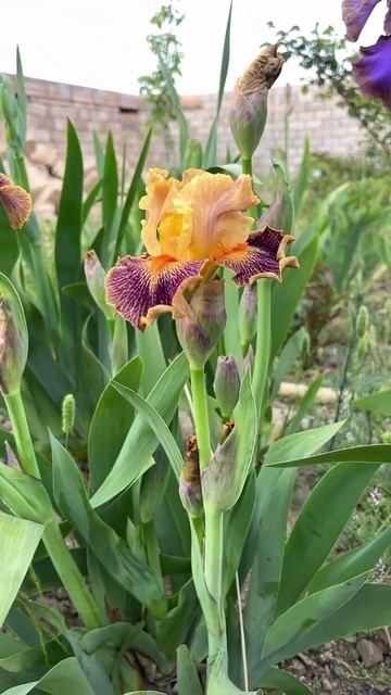 ирис интермедия (IB) 'Delirium' (Marky Smith, R. 1999)