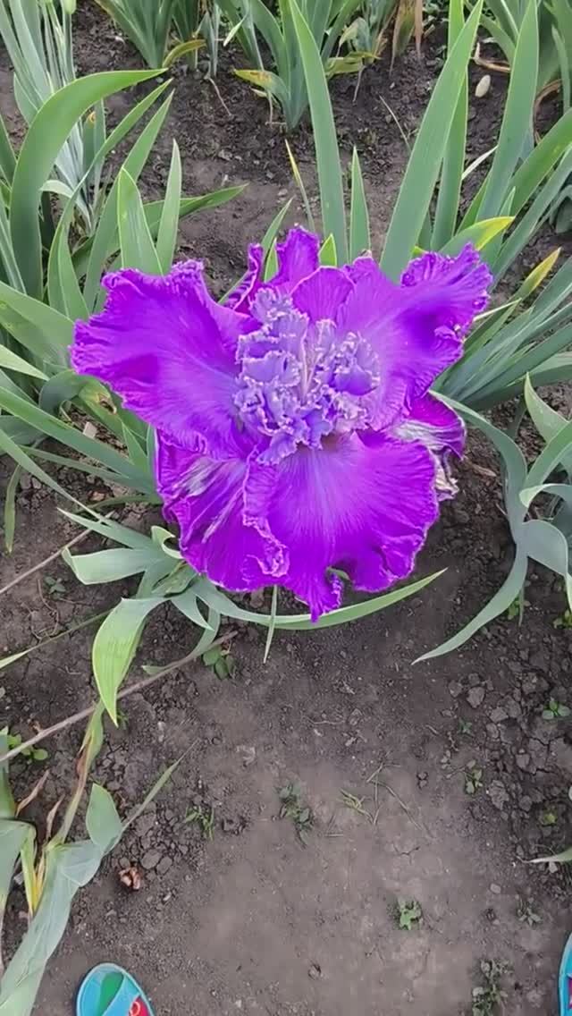 ирис шестифолый COSMIC LULLABY (А. Черногуз, 2018)