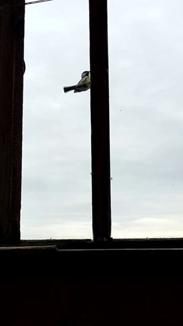 Синички. эпизод 1