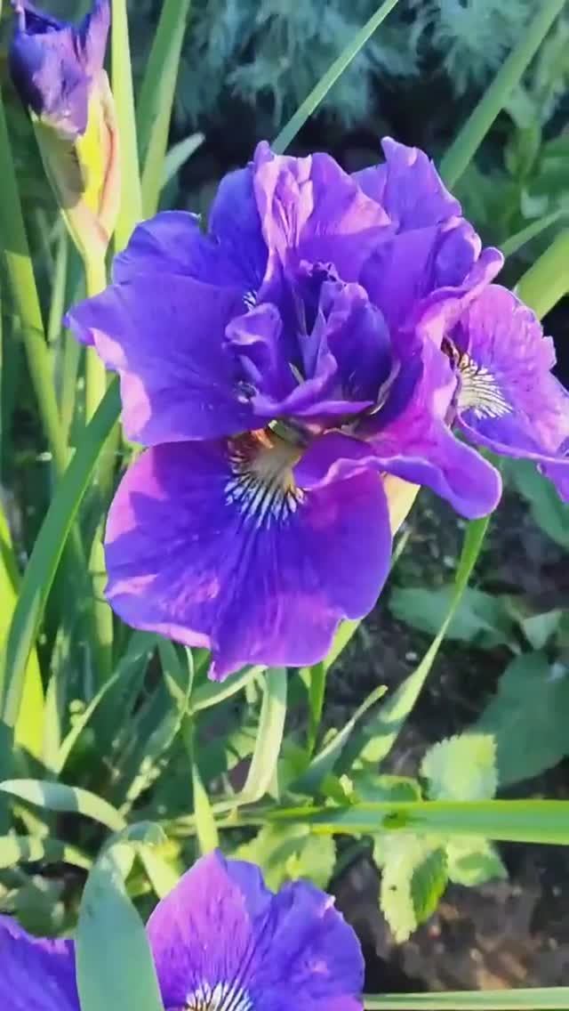 ирис сибирский 'Kaboom' (Bob Bauer and John Coble, R. 2001)