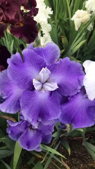 ирис шестифолый JUDY MOGIL (Джуди Могил)