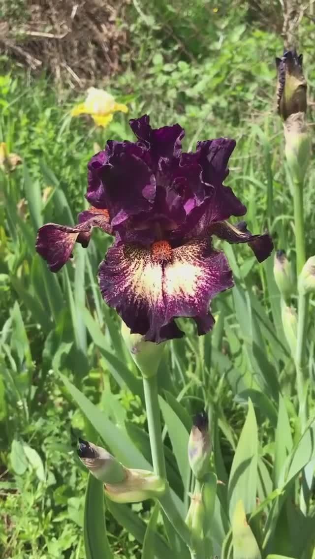 ирис интермедия (IB) 'Brickle' (Barry Blyth, R. 2000)