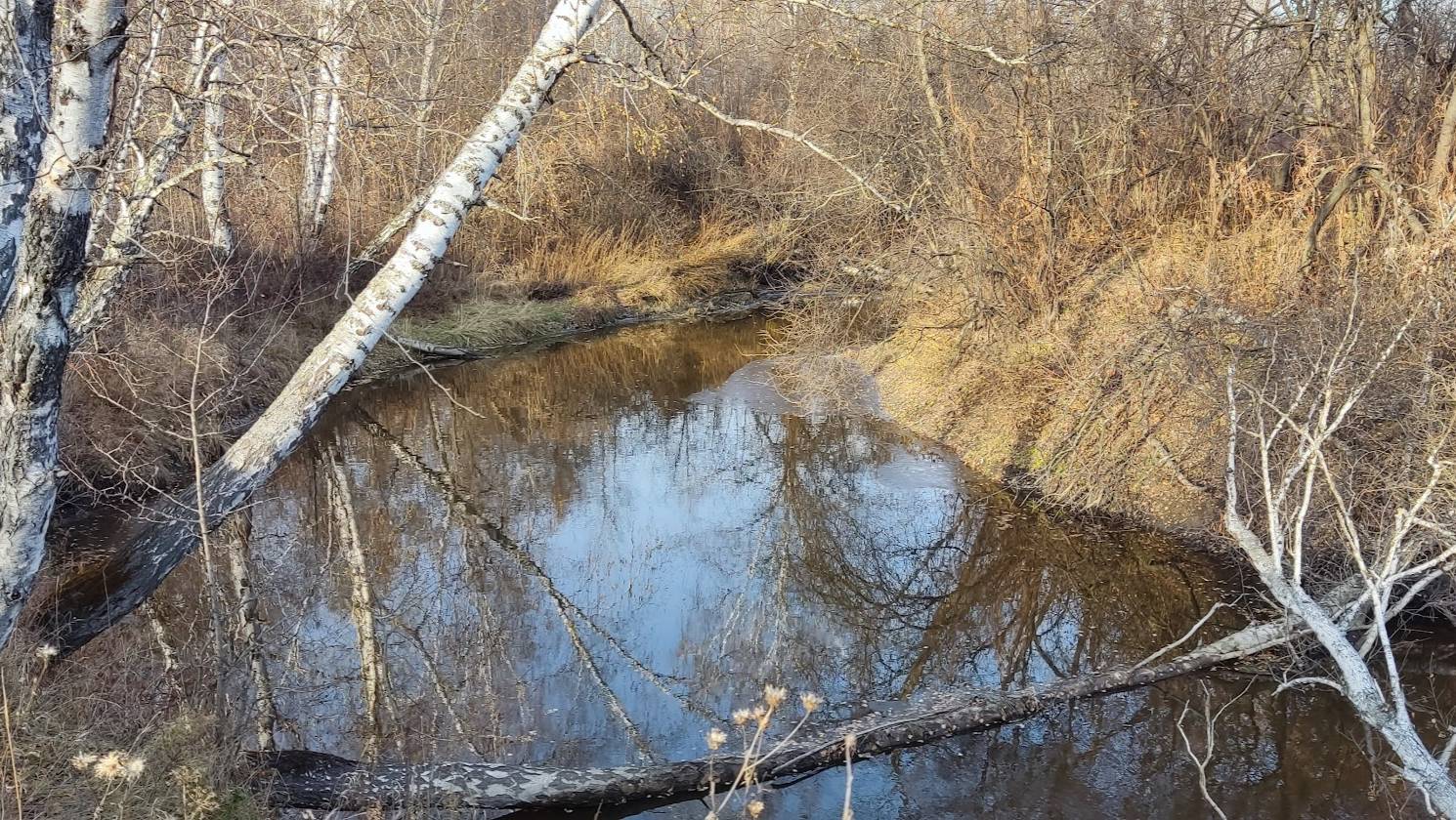 Канадский волк - гибрид. 30 октября. Сибирь.