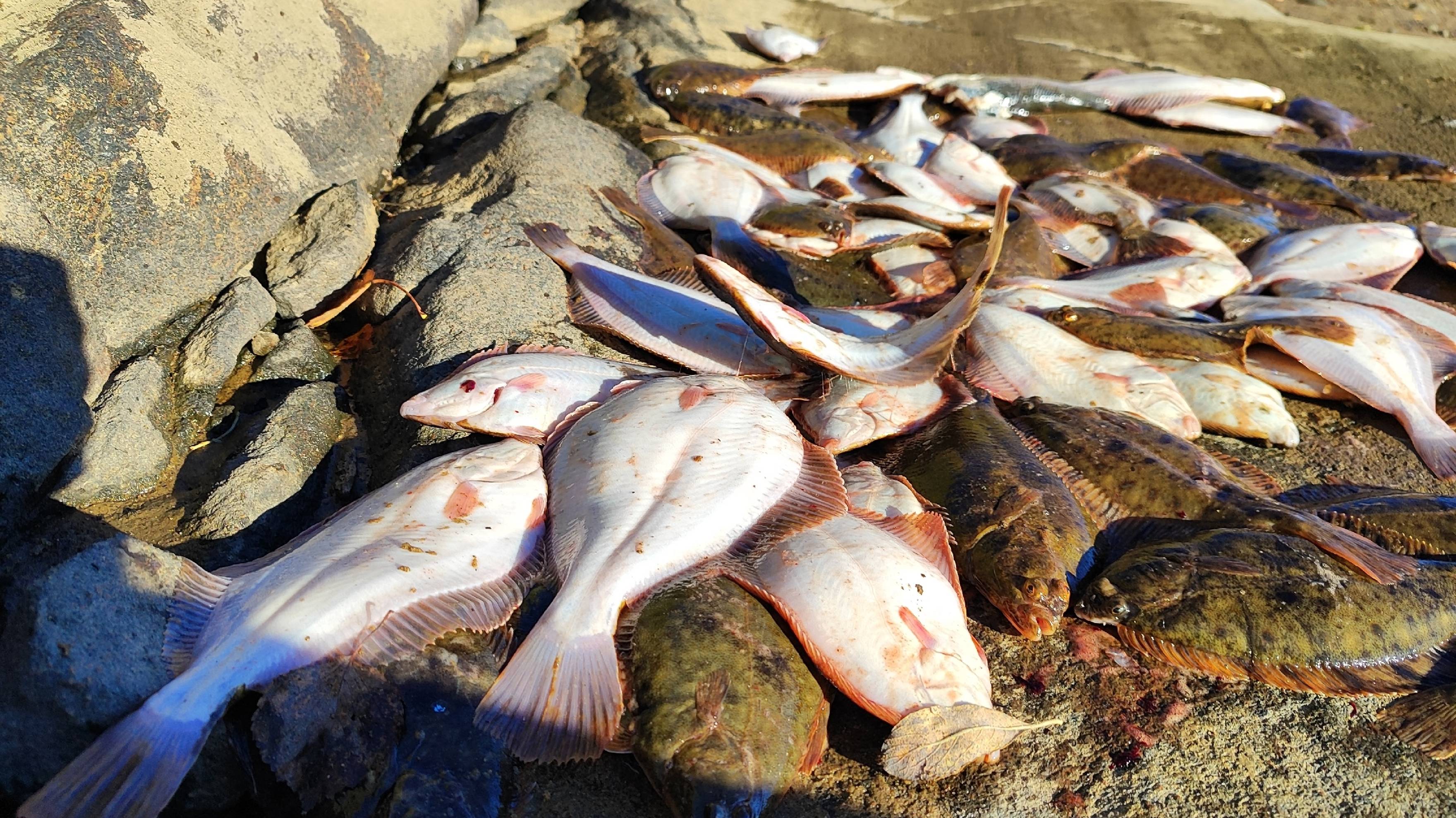 Идущий по Воде! Гуманная рыбалка.ОТПУСКАЮ СИГОВ! СНОВА ПОЛНАЯ СЕТЬ РЫБЫ!