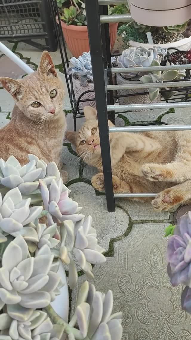 Котята и суккуленты. Рыжие помощники))