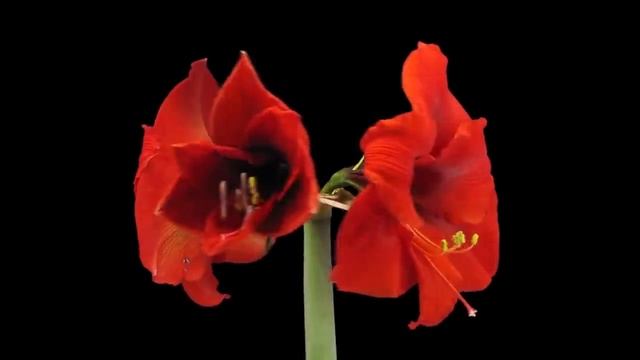 (Цветы распускаются под вальс) !!! https://home.strannik-j.org/video/3c40d3376250caf765ccb4d9e