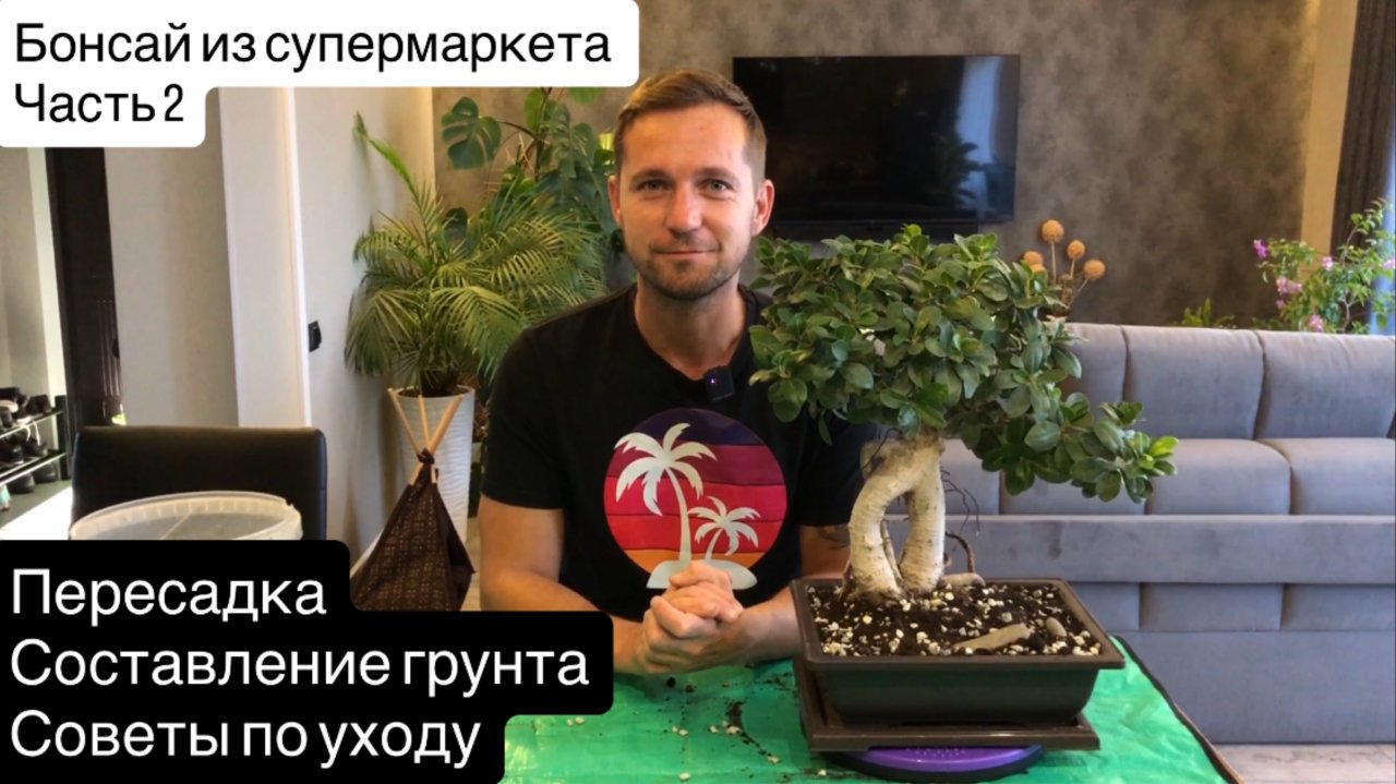 Фикус Бонсай из супермаркета Часть 2 Пересадка, составление грунта, советы по уходу