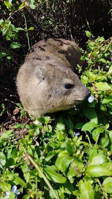 вегетарианец