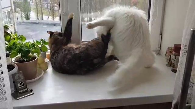 Леся и Сёма - Месть блондина