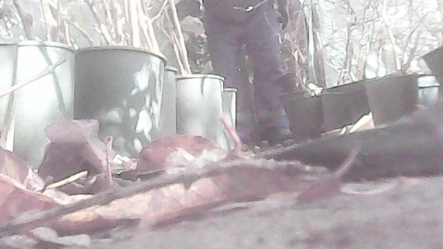 Помогаю родителям - переношу саженцы с открытой площадки в зимнее хранилище