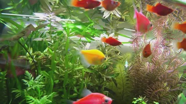 Травник начал хромать. И что с рыбой после хлорного декапсулята