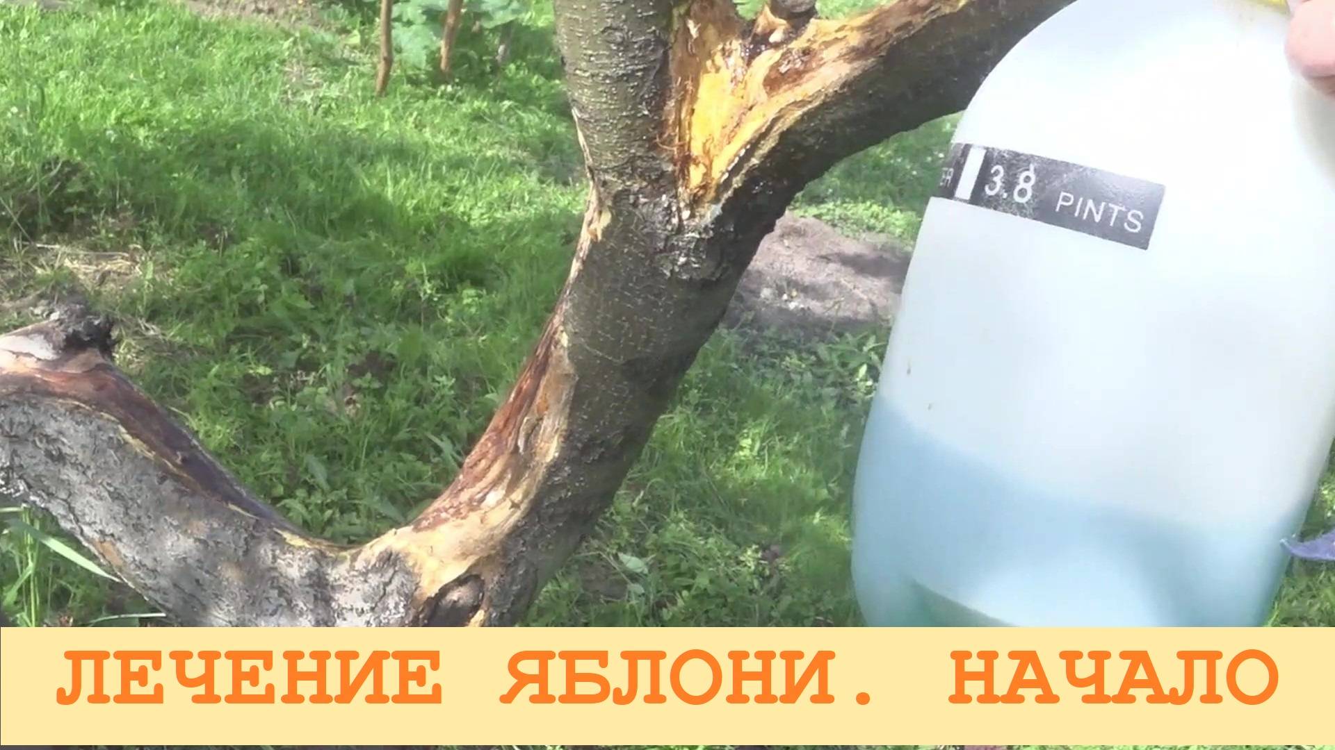 2025 Июль. Начало лечения старой яблони