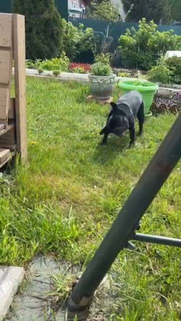 Сара - французский бульдог)