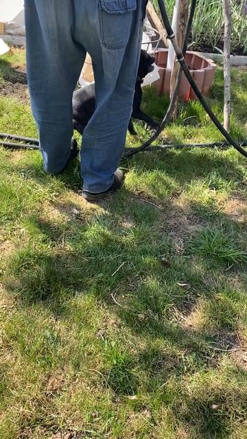 Ласарена Бель о Бель и шланг.