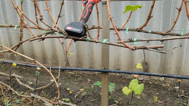 Обрезка кустов винограда со смещённой зоной плодоношения