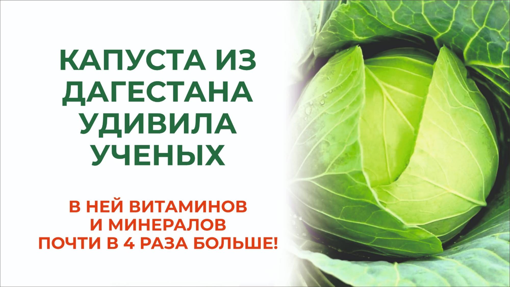 Дагестан, горы, капуста! Как вырастить красивую и суперполезную капусту в горах?