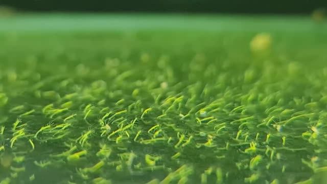 Убрал поляну гидры у Гуппи простяков, смотрю в микроскоп, помыл нерестовики под след. нерест