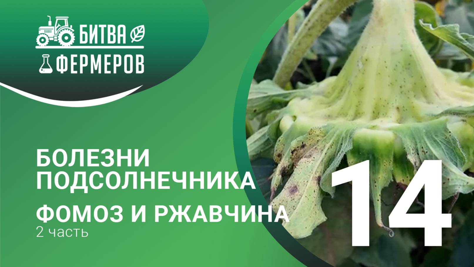 Болезни подсолнечника. Фомоз и ржавчина подсолнечника. Битва фермеров. Серия 14