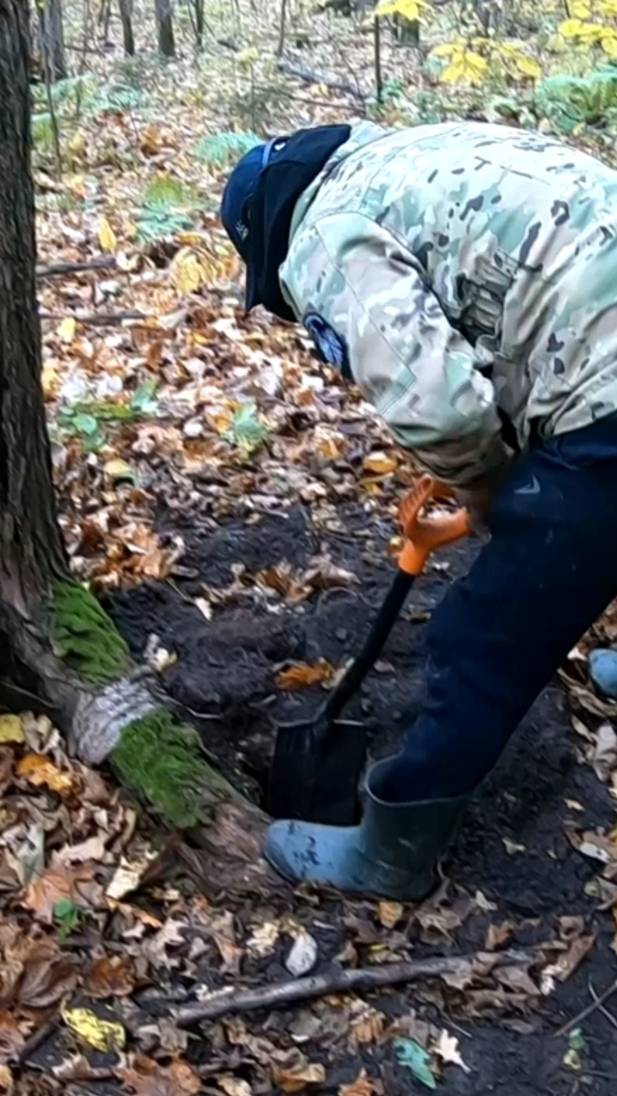 КОШЕЛЬ ИМПЕРИИ под корнями дерева!