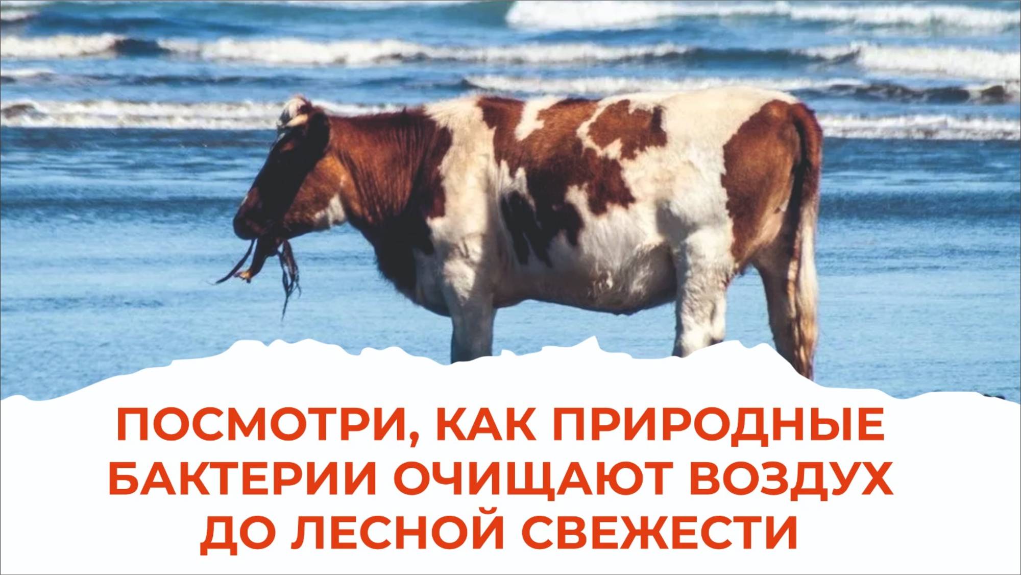 Запах, отравляющий сотрудников фермы, забыт. Агробриз его нейтрализовал.