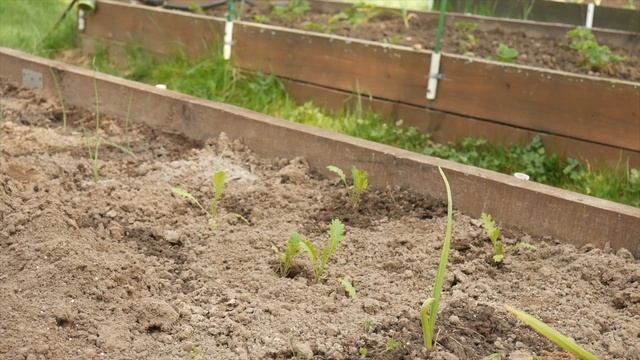 КАК Я ВЫРАЩИВАЛА КАПУСТУ. ЯПОНСКУЮ.