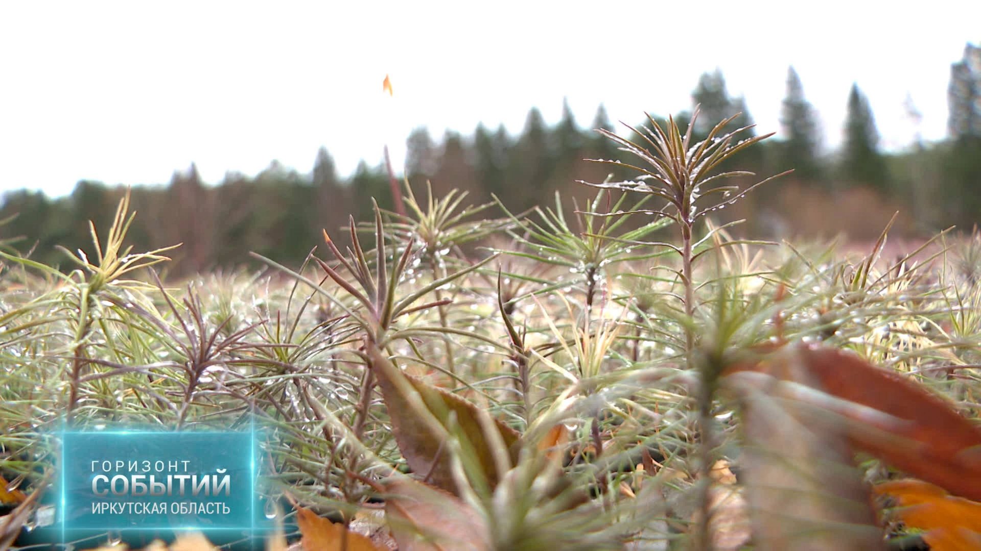В 2025 году Иркутская область восстановит 122,6 тыс. га лесов. "ГОРИЗОНТ СОБЫТИЙ" от 31.10.2025