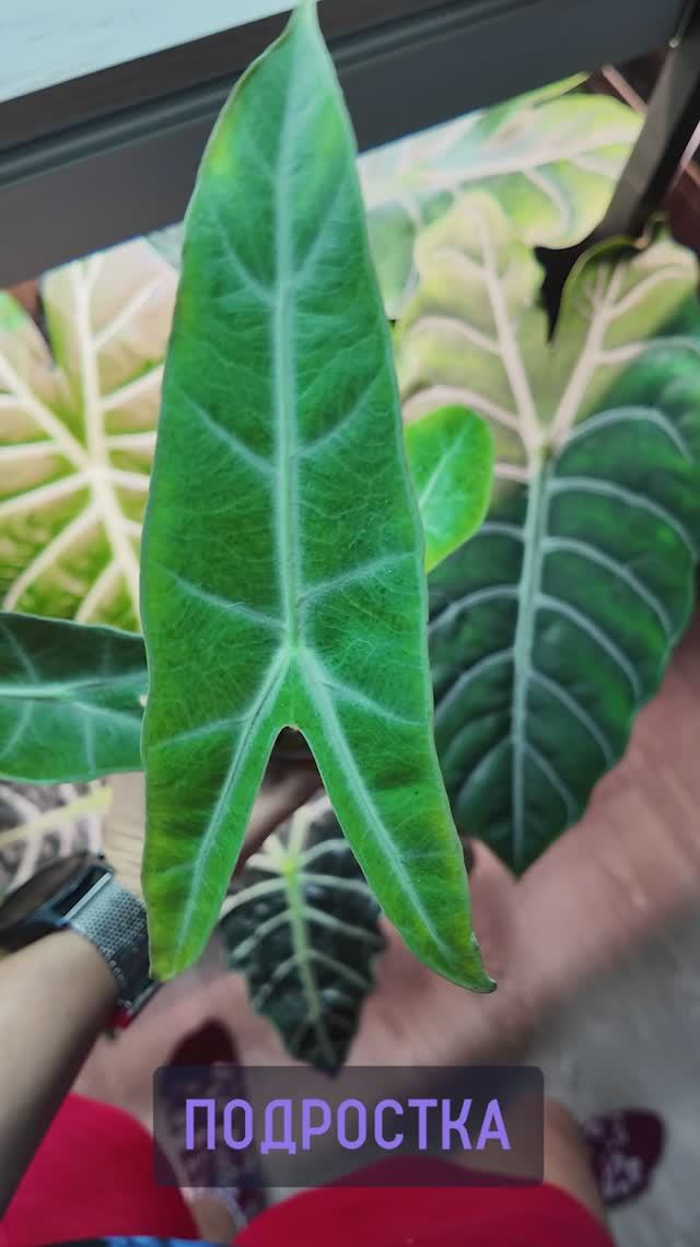 Чудо‑КЛУБНИ с КЛЕШНЯМИ — 😂 Алоказия Лонгилоба Ред Бэк