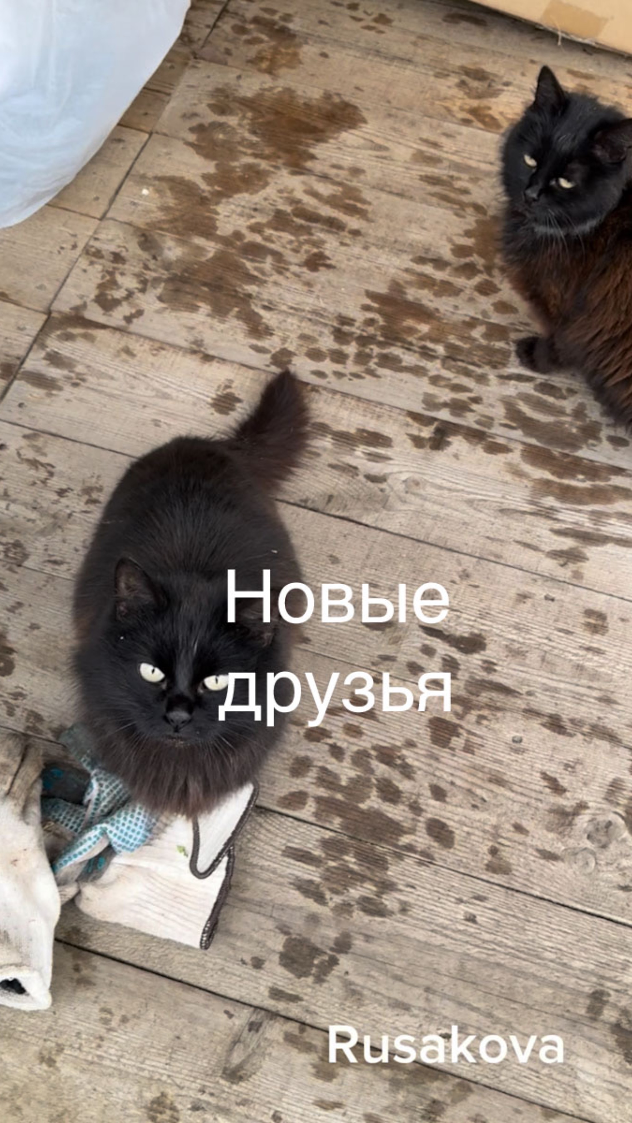 Новые друзья-соседи