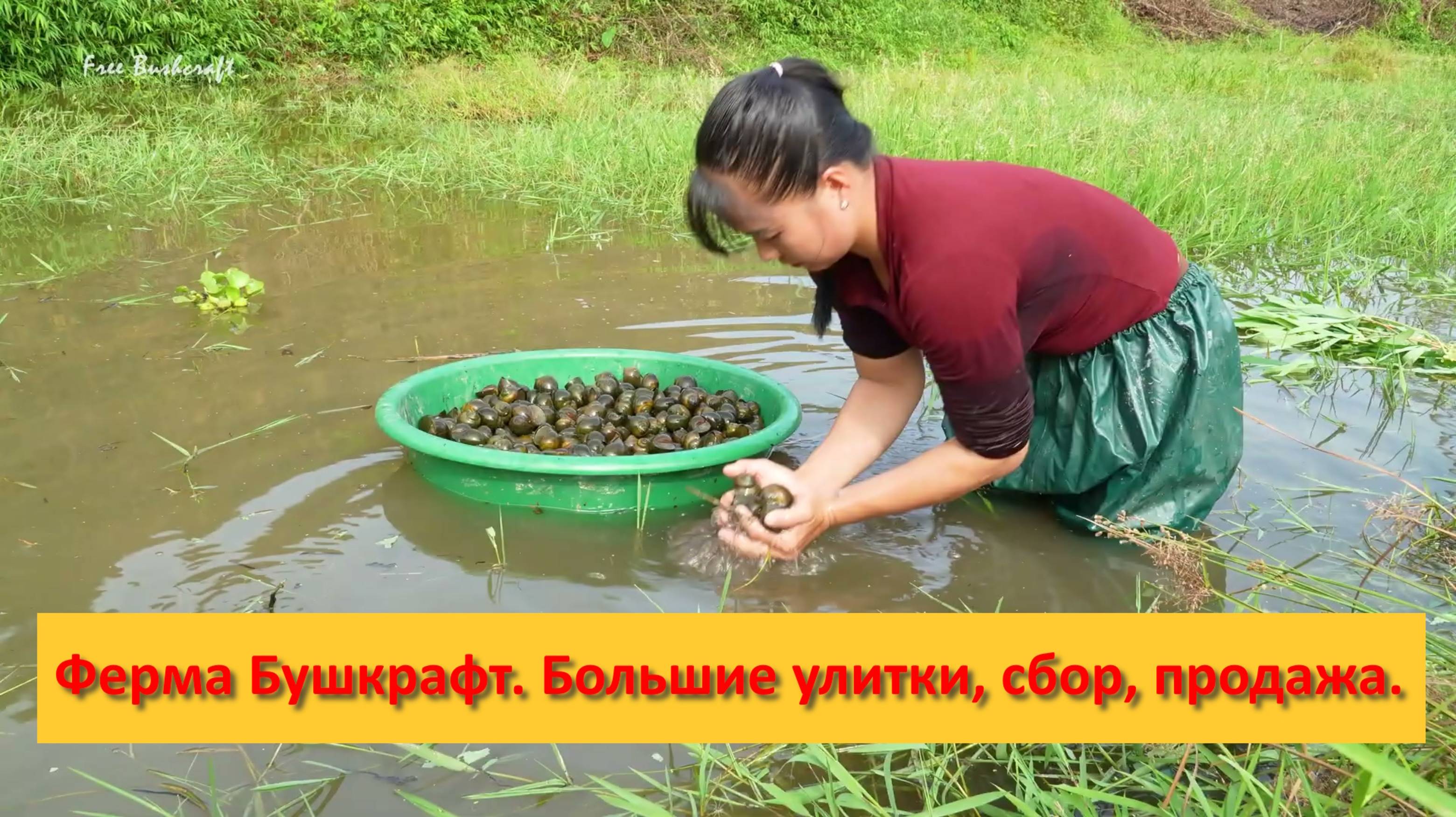 Ферма Бушкрафт в Пханге. Вьетнам.  Большие улитки, сбор, продажа.