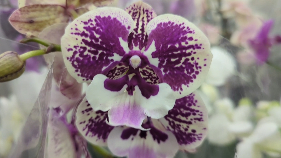 01-11-2025.прогулка по ОБИ Мега Парнас.