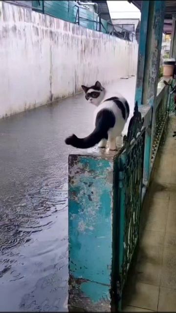 🤣 Кожаный... Я КОТ-ЗОРРО... 🤣