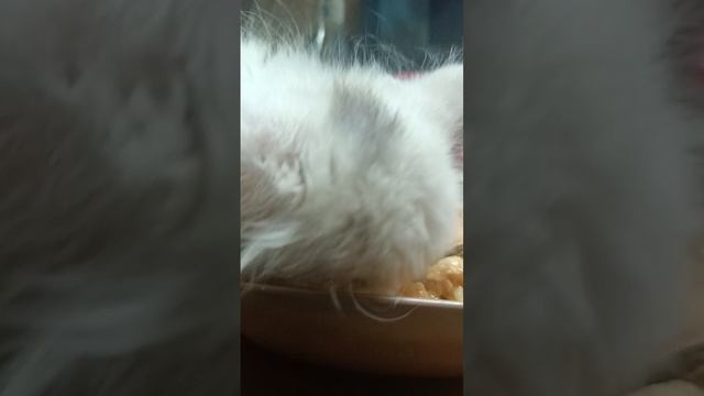 Беляш решил что у него день рождения.