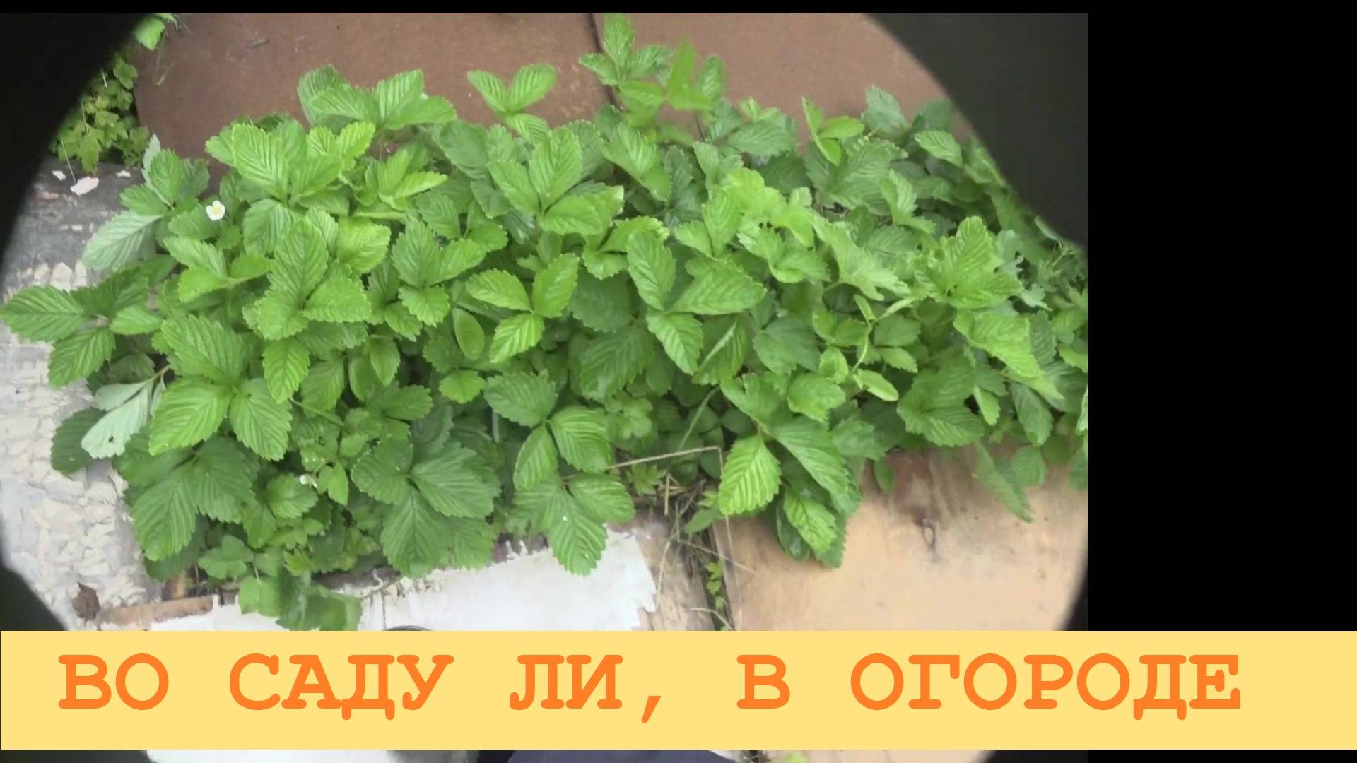 2025 Июль. Обзор сада и огорода в деревне.