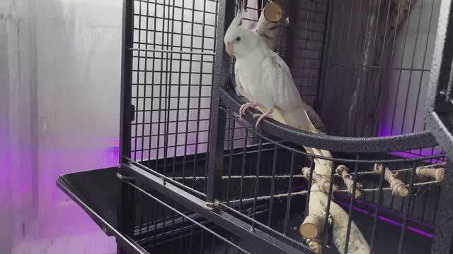 КАК МЫТЬ ПОПУГАЯ?