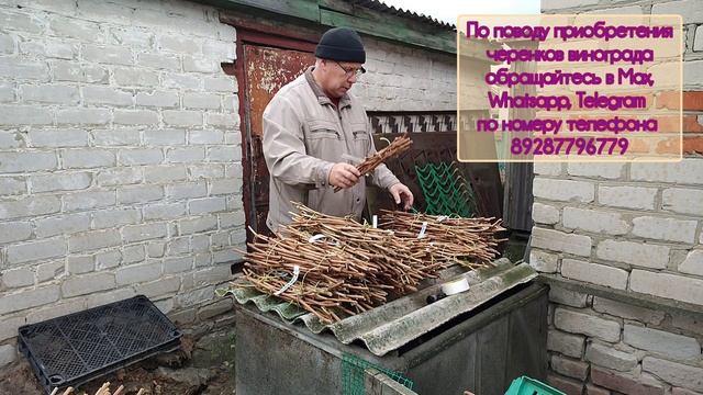 Заготовка черенков винограда для реализации