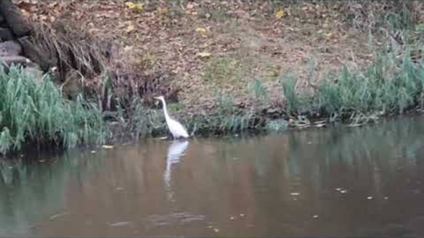 🌏 Земля-21-й век - Города и Страны. 😳 ХИЩНАЯ фауна Паневежиса! ОПАСНЫЙ РЕПОРТАЖ! 🥶